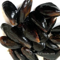 svart mussla blå musslor konserverad mussla